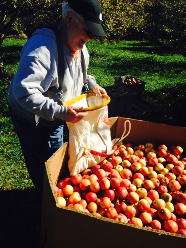 Apple harvest at Sogn Valley orchard to MN food shelves